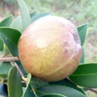 長林系高產(chǎn)嫁接油茶苗基地