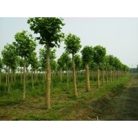 金秋大量供應(yīng)法桐 國槐 白蠟 柳樹