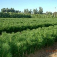 便宜臨沂80公分油松苗 批發(fā)臨沂80公分油松價(jià)格