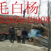 【魯】2015年苗木市場價格