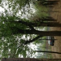 低價出售皂角樹