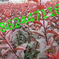 密枝紅葉李/紅葉李杯苗