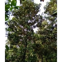 低價供應香樟、桂花樹(精品)、香泡樹、欒樹、廣玉蘭、紅楓、 羅