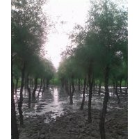 檉柳、白蠟、柳樹、榆樹、國(guó)槐 各種速生小苗等
