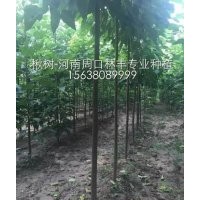 新品種楸樹2-9公分