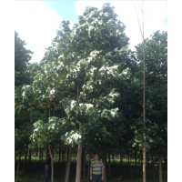 綠化苗木 多規(guī)格喬木 多品種喬木