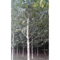 毛白楊價(jià)格