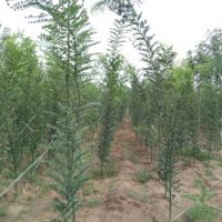 供應(yīng)國(guó)槐