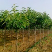 最新櫻花樹價(jià)格公布，李寬苗圃場(chǎng)提供