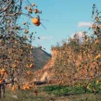 山西柿子樹、山楂20公分柿子樹價格報價