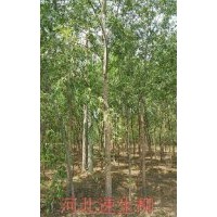 河北凱達(dá)低價(jià)供應(yīng)各種柳樹