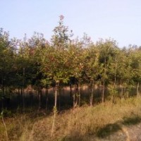 供應(yīng)出售球型紅葉石楠、單桿石楠、優(yōu)質(zhì)紅葉楊、優(yōu)質(zhì)櫻桃樹