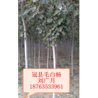 山東毛白楊的市場行情