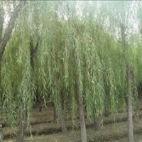 提供米徑8公分10公分15公分垂柳價格 垂柳價格