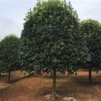 廣西融安供米徑8-9-10-11-12-13-14-15-16-17-18厘米桂花樹