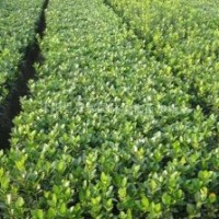 小葉扶芳藤小苗 大葉扶芳藤小苗 迎春、連翹小苗、金絲桃