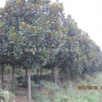 江蘇廣玉蘭價(jià)格是多少