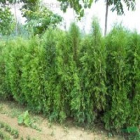 紅葉女貞、水臘、薔薇、迎春、連翹、側(cè)柏