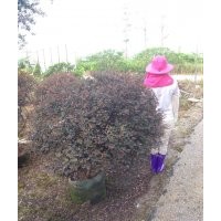 廣東省供應紅繼木