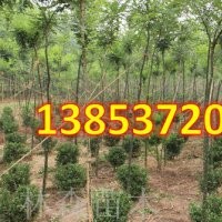 速生國槐的前景