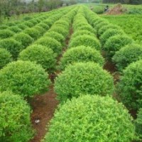 綠化苗木河北苗木法桐法桐價(jià)格法桐報(bào)價(jià)法桐規(guī)格欒樹國(guó)槐白蠟