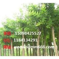 毛白楊 速生楊 柳樹系列 107國槐一條鞭