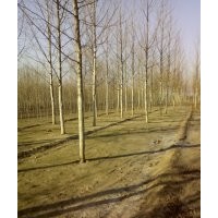 出售各種規(guī)格速生法桐，國槐，白蠟，欒樹，千頭椿等工程苗木