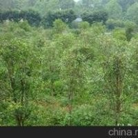 常年供應地徑8公分12公分桂花價格 浙江桂花產地