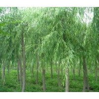 8、9公分垂柳大量低價(jià)優(yōu)惠供應(yīng)
