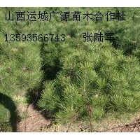 80公分以上白皮松大量低價(jià)優(yōu)惠供應(yīng)