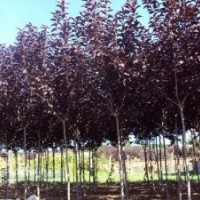 12公分國槐價格