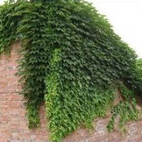 大量供應小苗:爬地柏小苗、爬山虎小苗