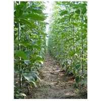 大量供應小苗:廣玉蘭小苗、白玉蘭小苗、白臘小苗