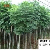 大量供應小苗:垂柳小苗、金絲柳小苗、欒樹小苗