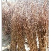 大量供應小苗:合歡小苗、水杉小苗、紫葉李小苗