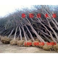 8公分國(guó)槐樹(shù)帶土球價(jià)格