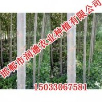 竹柳基地《邯鄲潤德農(nóng)業(yè)》成活率高