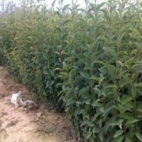 提供7公分大葉女貞價格 10公分大葉女貞價格 江蘇大葉女貞產(chǎn)地