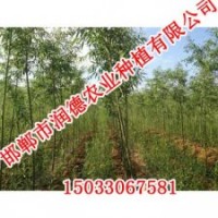邯鄲柳樹【邯鄲潤德農(nóng)業(yè)】柳樹價格