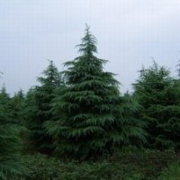 出售綠化苗木大葉女貞、紅葉李小苗、平枝荀子、北美海棠木繡球、