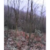 低價(jià)供應(yīng)山貨五角楓