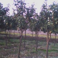 供應(yīng)4-8公分香泡樹小苗，湖南精品香泡樹小苗，小苗種植基地