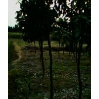 供應(yīng)15公分全冠香泡樹，野生香泡樹，湖南香泡樹基地