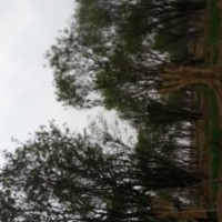 銷售各類綠化苗木茶條槭,山杏,國槐