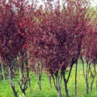 紫葉矮櫻（3公分-15公分）