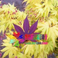 橙色的夢——黃金楓