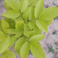 金葉白蠟米徑1-10CM