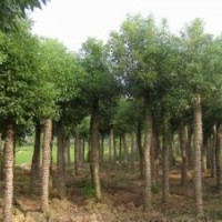 8公分3米截桿香樟 10公分截桿香樟,12公分截桿香樟樹價格