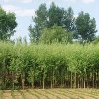 千頭椿、香花槐、刺槐、黃金槐、金葉榆、泡桐