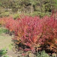 優(yōu)惠銷售米徑10至12公分美國(guó)園藝紅楓秋火焰